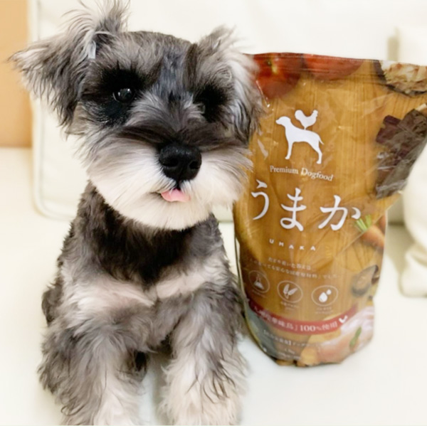 umakaと犬